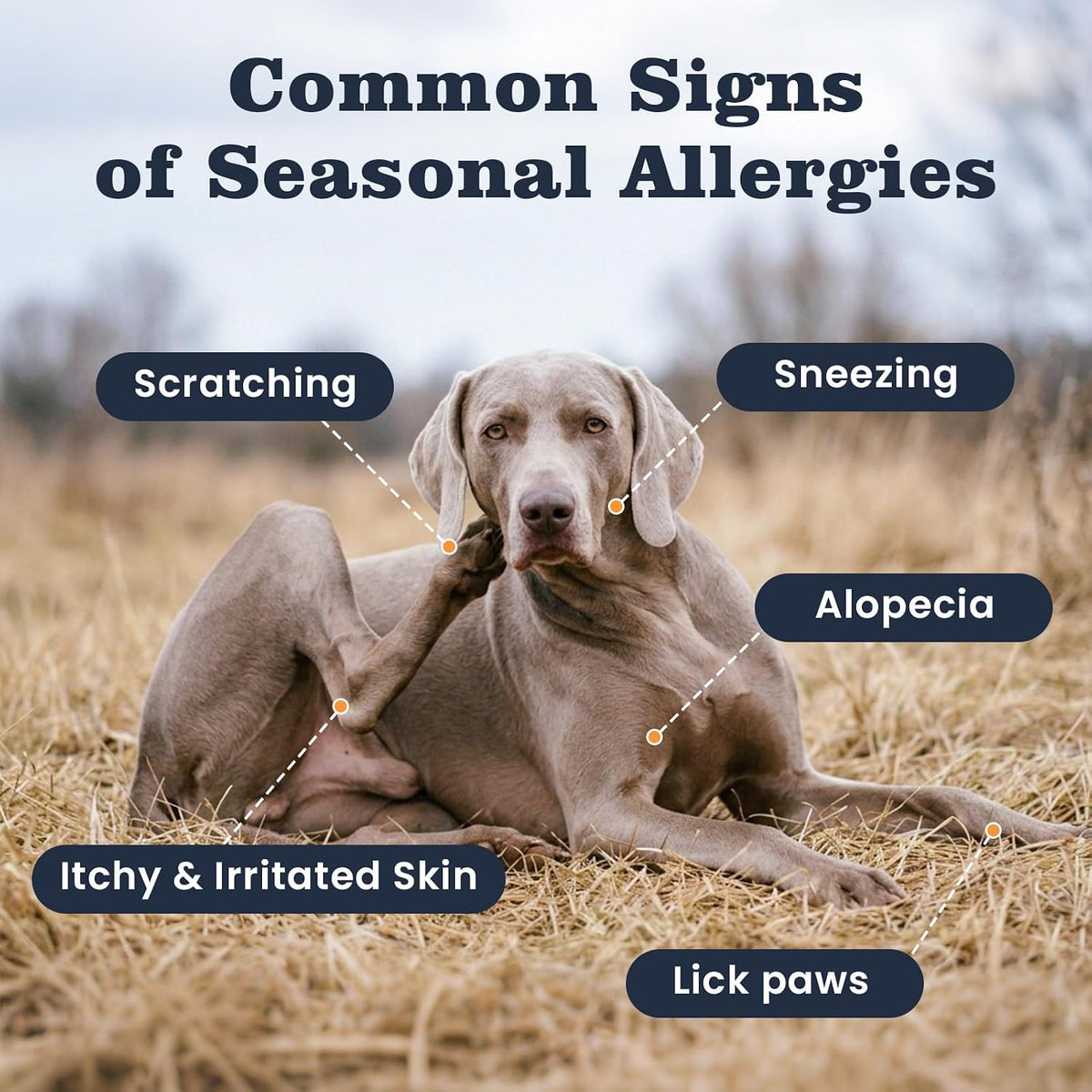Dog Allergy Chews 200 Ct, Itch Relief for Dogs Immune Support Seasonal All Issues Allergies Colostrum Probiotics & Omega 3 for Skin & Coat, Itchy Skin & Paw Relief Bites, Made in USA