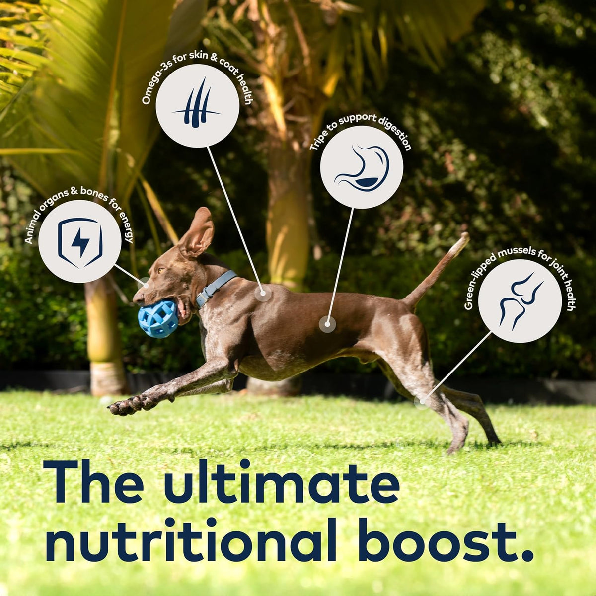Peak Air-Dried Dog Food – Beef - All Natural, High Protein, Grain Free, Limited Ingredient w/ Superfoods (16oz)