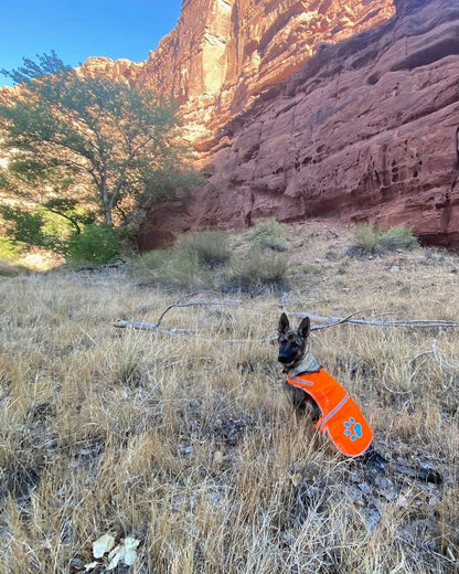 Blaze Orange Dog Vest. Reflective High Visibility in Hunting & Wooded Areas