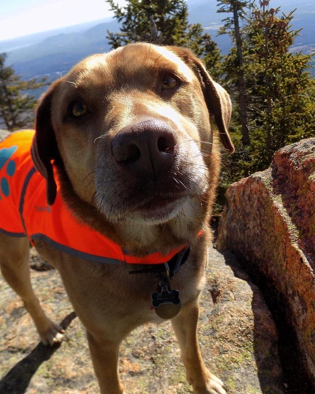 Blaze Orange Dog Vest. Reflective High Visibility in Hunting & Wooded Areas