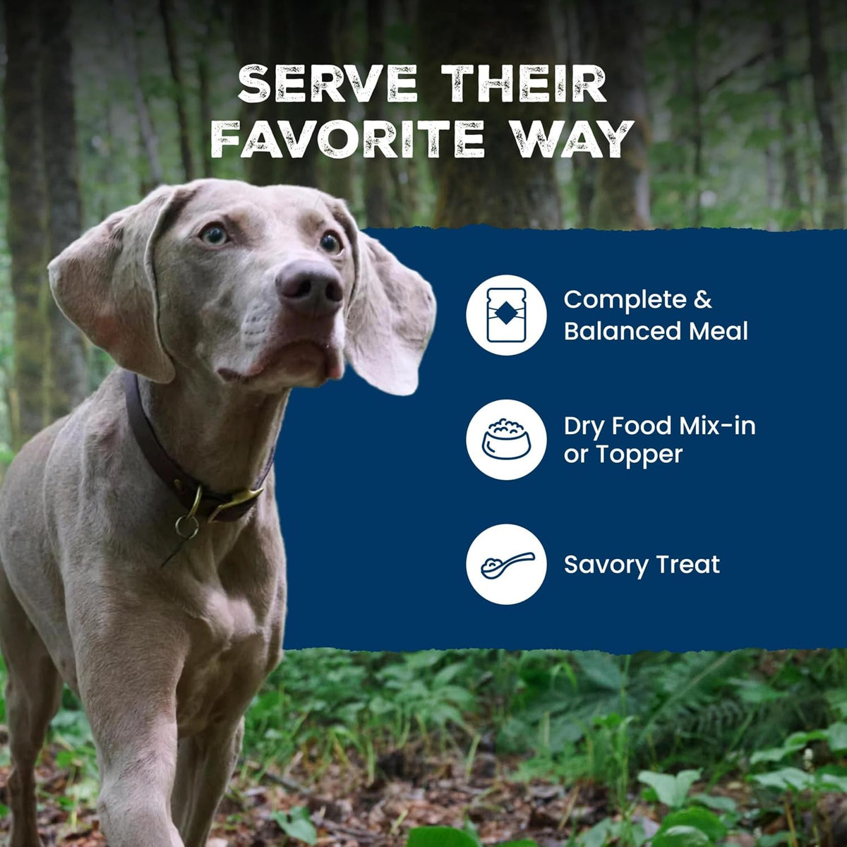 Blue Buffalo Wilderness Turkey & Chicken Senior Wet Dog Food, 12.5 oz, 12pk