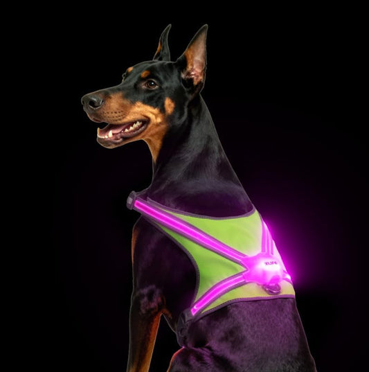 Xlife LED Light Up Dog Harness, USB-C Rechargeable, Adjustable, Size M