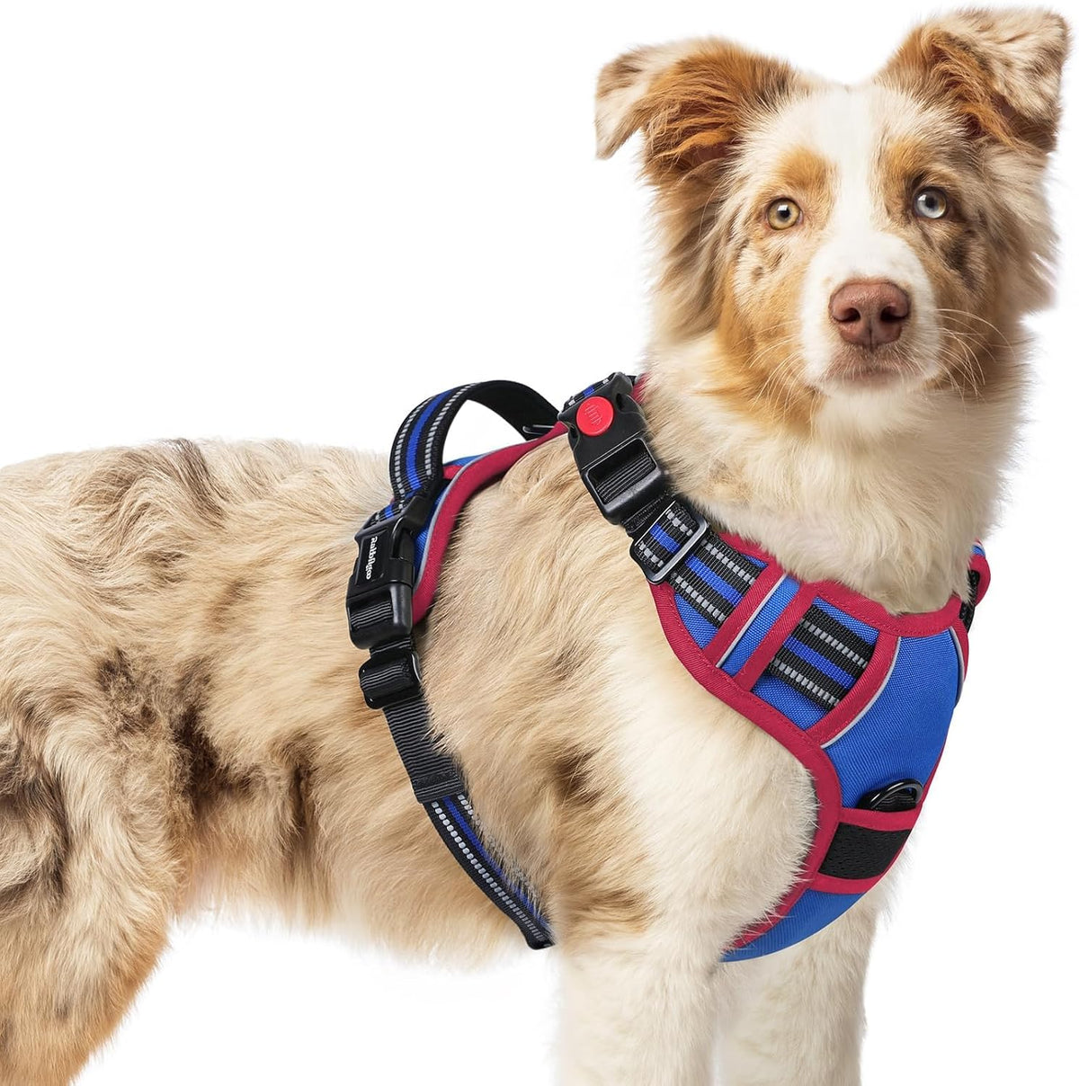 Dog Harness for Large, Updated Easy On & Off with 3 Buckles | No Pull No Choke, Walking with 2 Clips and Handle, Adjustable Soft Reflective, Blue, Large