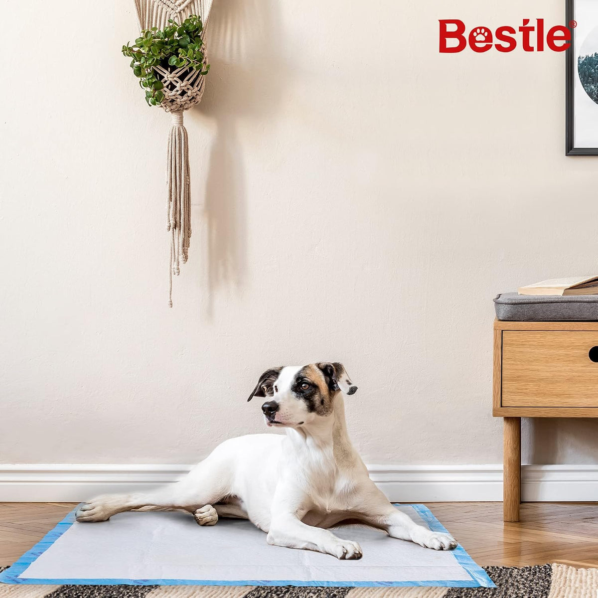 Extra Large Pet Training and Puppy Pads Pee Pads for Dogs 28"x34" -40 Count Super Absorbent & Leak-Proof
