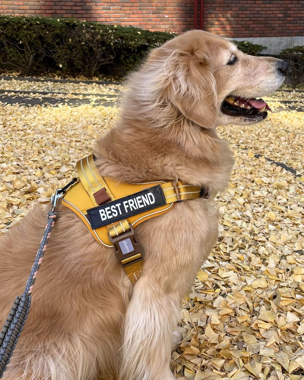 AUROTH Dog Harness and Leash Set for Medium Sized Dog, No Pull Dog Vest