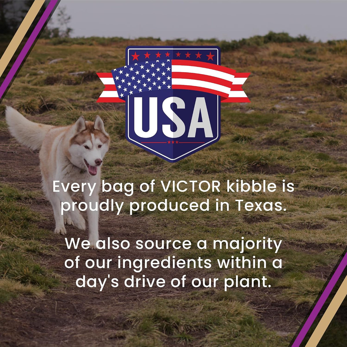 Professional Dry Dog Food - Gluten-Free Active Dog Kibble, 5 lb