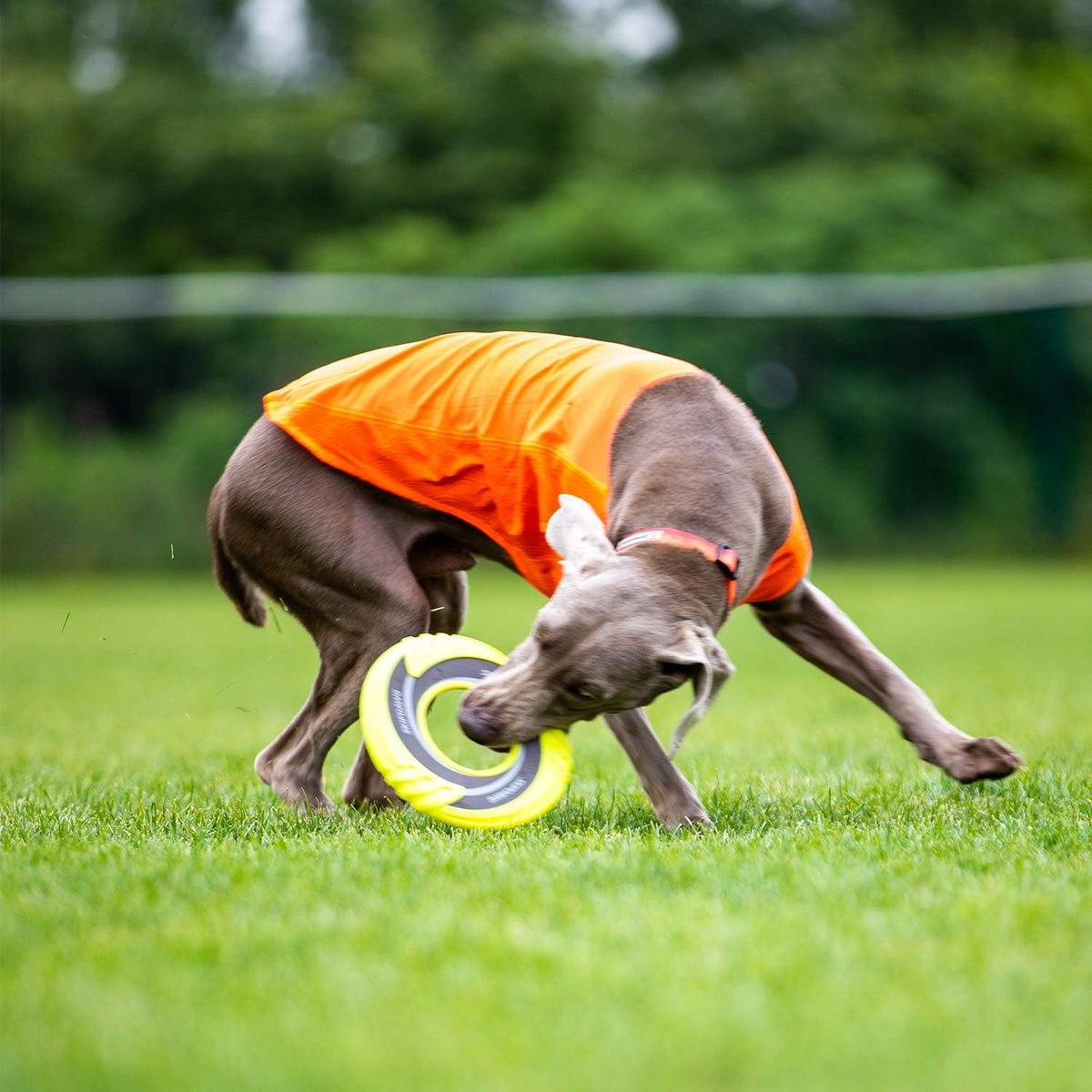 Interactive Tug Toy, Flying Disc Water Toy Non-Toxic Light TPR/Nylon Fabric, Pet Training and Outdoor Exercise Toys for Dogs, Diameter 9 Inches