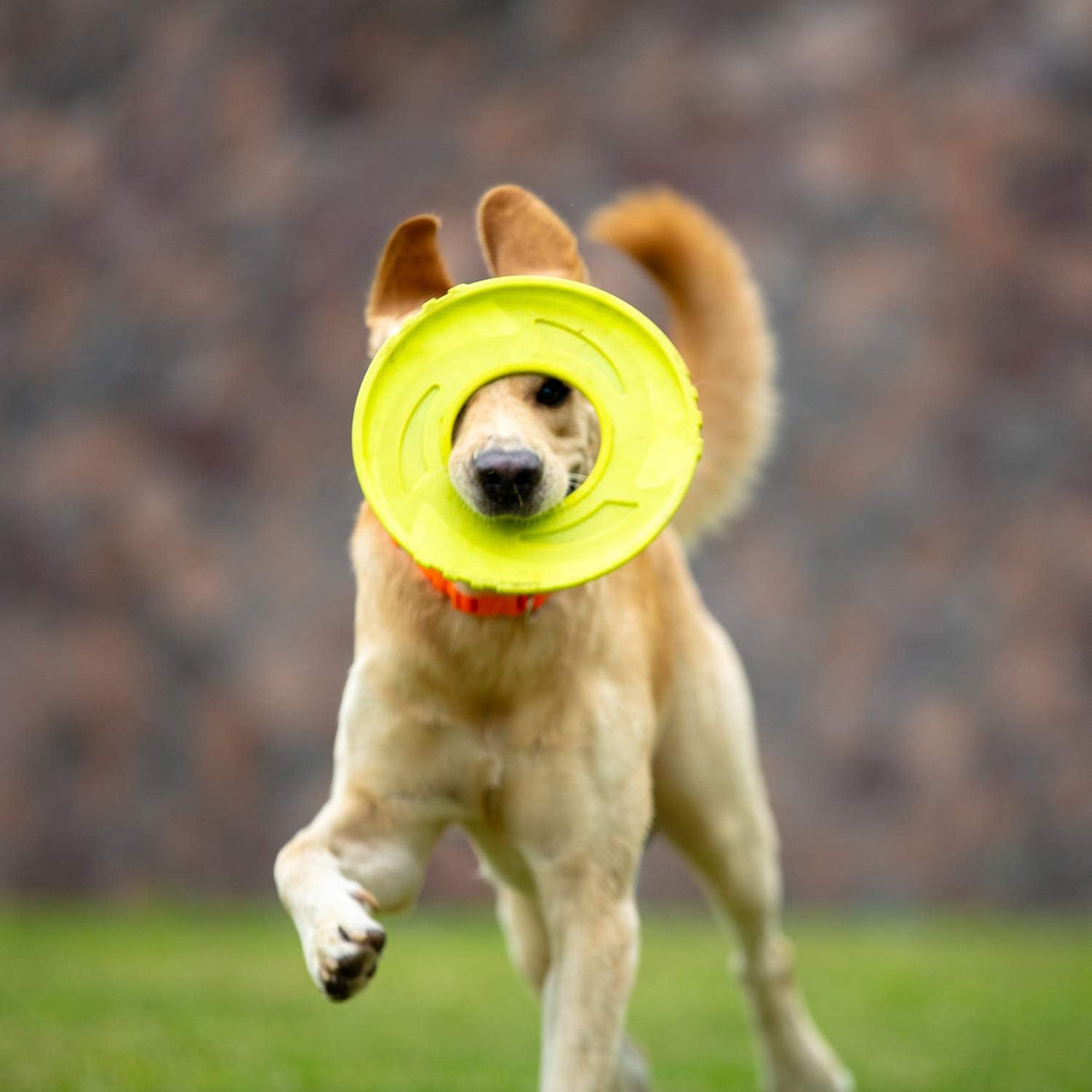 Interactive Tug Toy, Flying Disc Water Toy Non-Toxic Light TPR/Nylon Fabric, Pet Training and Outdoor Exercise Toys for Dogs, Diameter 9 Inches