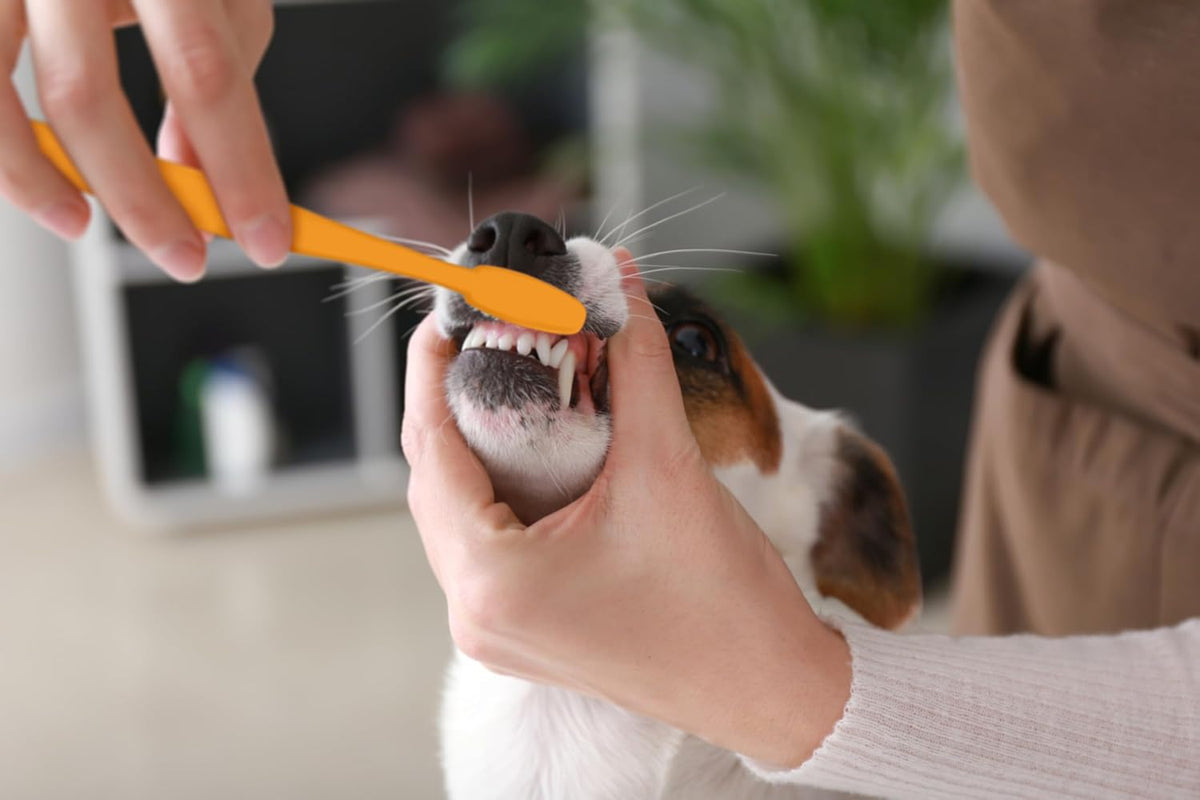 Fresh Breath Dog Dental Kit, Vanilla Ginger, 2.5 Oz, 3 Piece