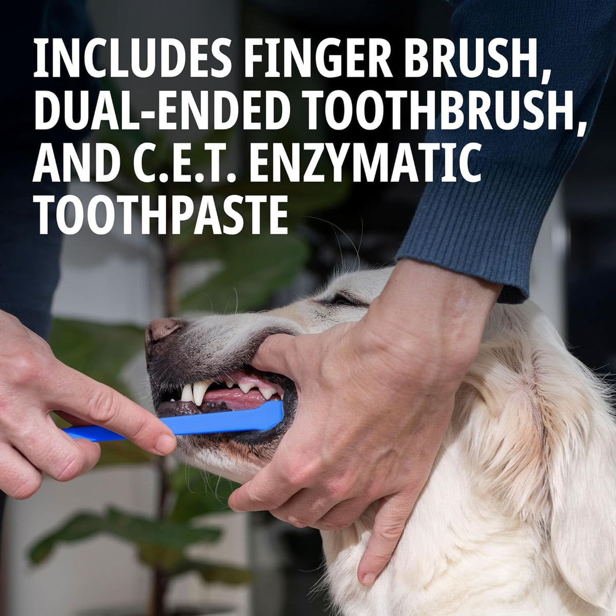 C.E.T. Oral Hygiene Kit for Dogs, Poultry flavor Toothpaste with Toothbrush | Dog toothbrush and toothpaste kit, dog dental kit poultry flavor, pet toothbrushing kit, includes fingerbrush