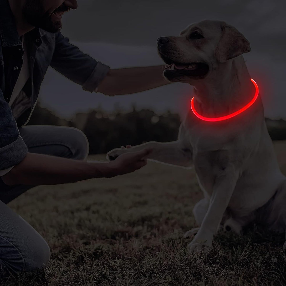 4 Pcs LED Dog Collars, USB Rechargeable, Classic Style, 4 Colors