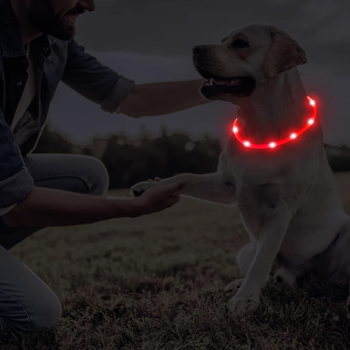 4 Pcs LED Dog Collars, USB Rechargeable, Classic Style, 4 Colors