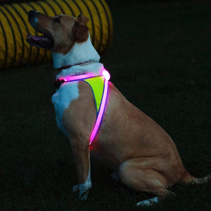 LightHound Light Up Reflective Dog Harness, Large