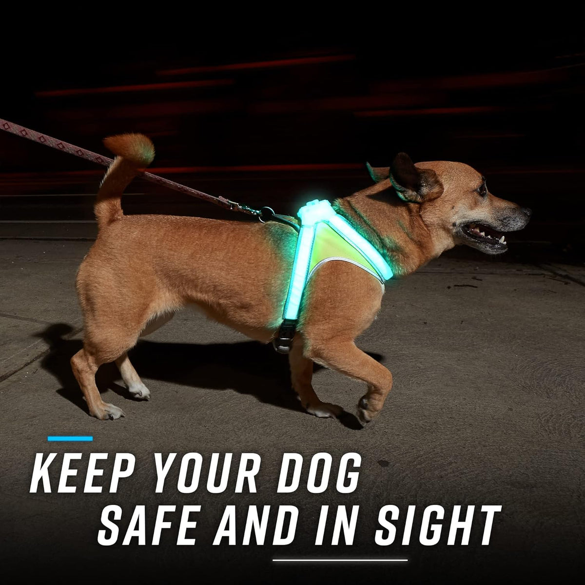 LightHound Light Up Reflective Dog Harness, Large
