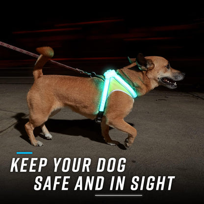 LightHound Light Up Reflective Dog Harness, Large