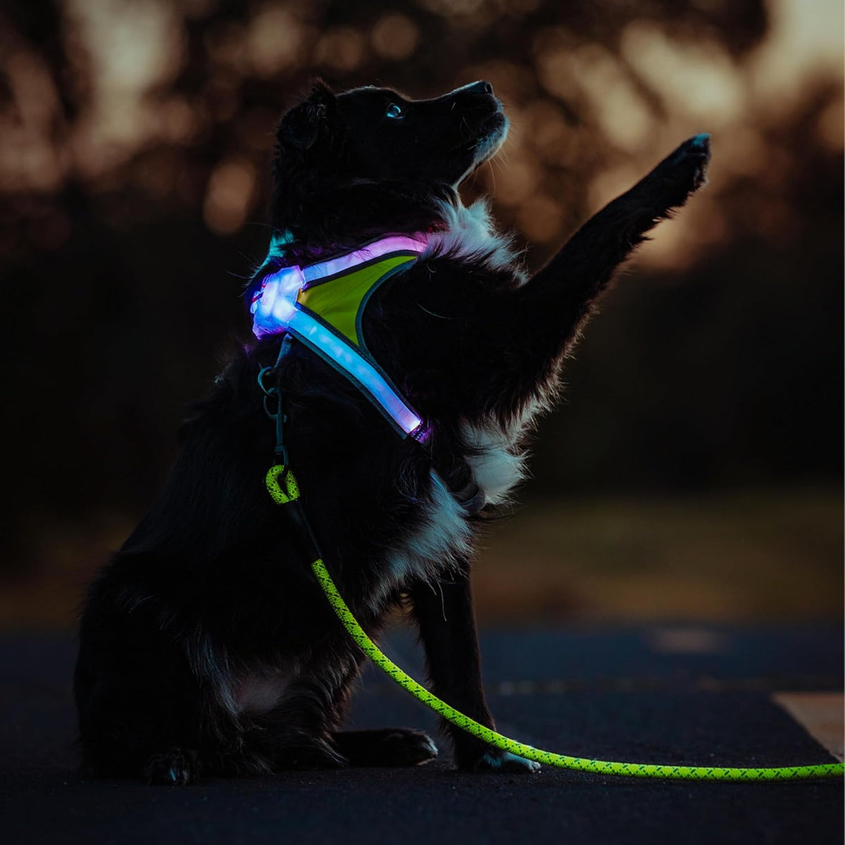 LightHound Light Up Reflective Dog Harness, Large