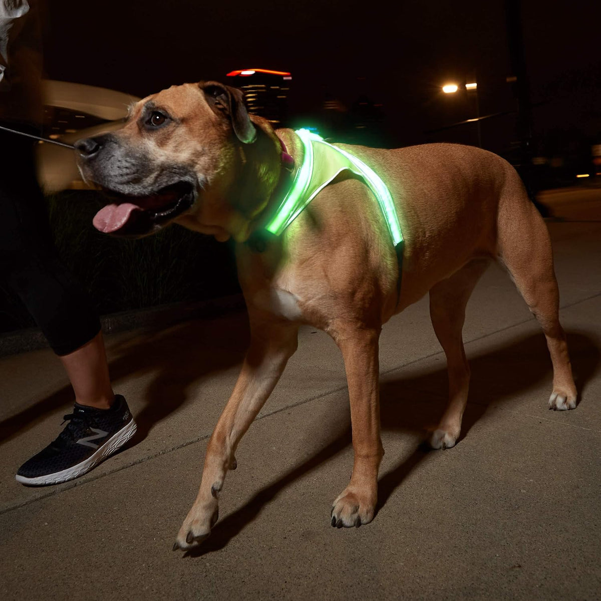 LightHound Light Up Reflective Dog Harness, Large