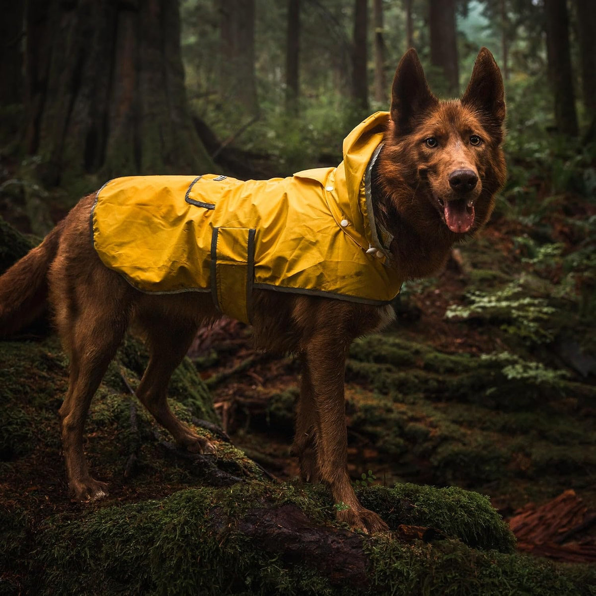 Dog Jacket Waterproof Raincoat with Breathable Interior, Removable Hood, Torso Strap, Secure Closures, Back Pocket and Two Hanging Loops, Foldable into Back Pocket