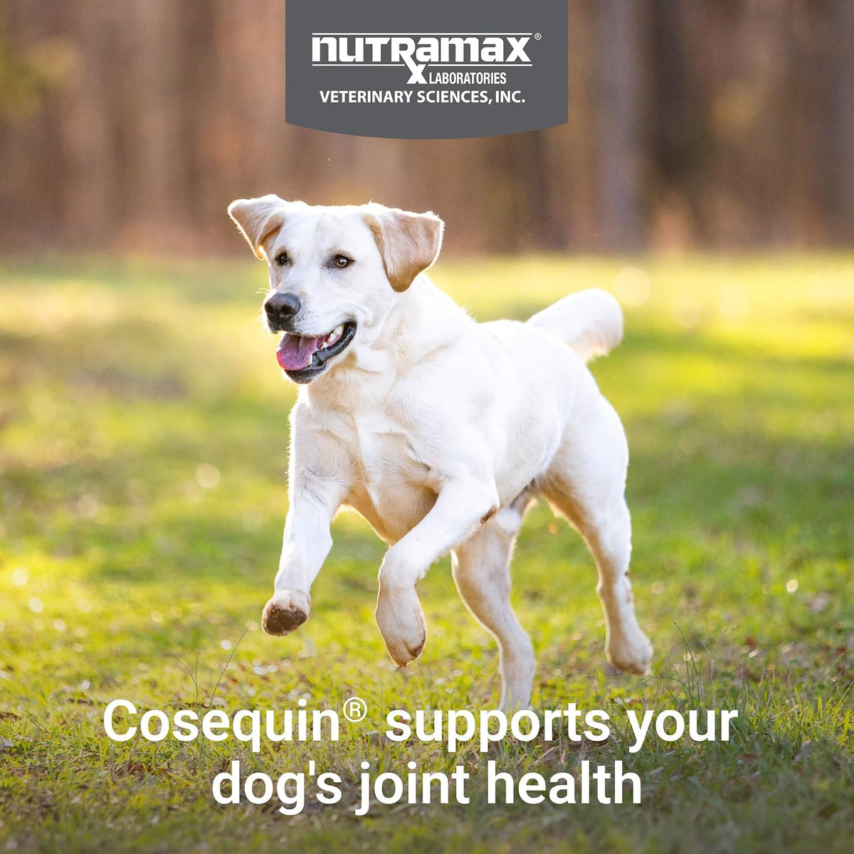 Nutramax Cosequin Joint Supplement, Glucosamine for Dogs, Chew Tabs