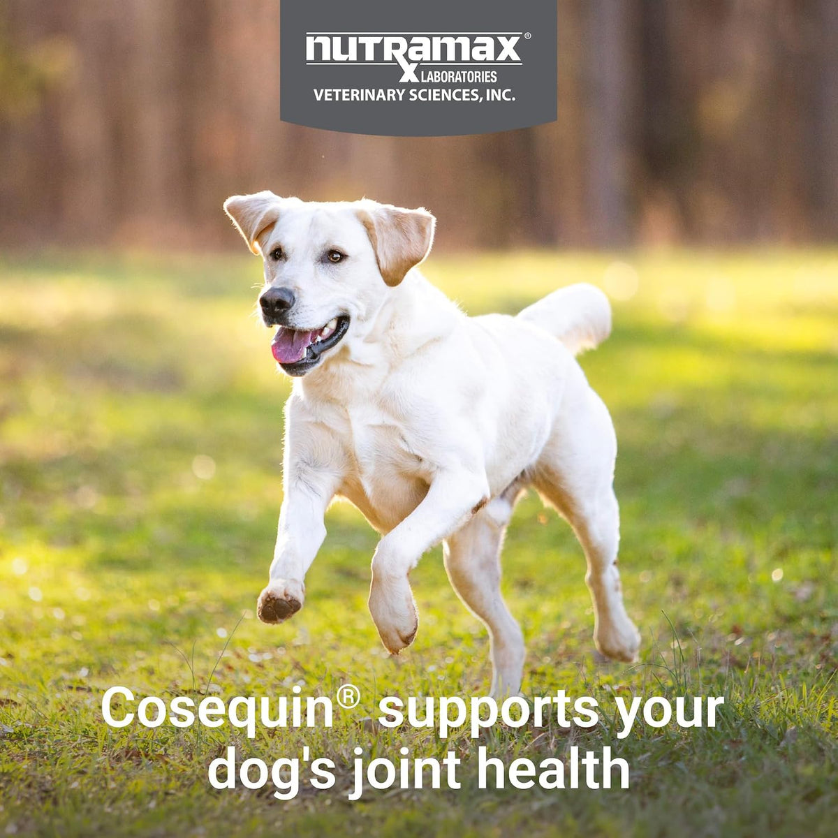 Nutramax Cosequin Joint Supplement, Glucosamine for Dogs, Chew Tabs
