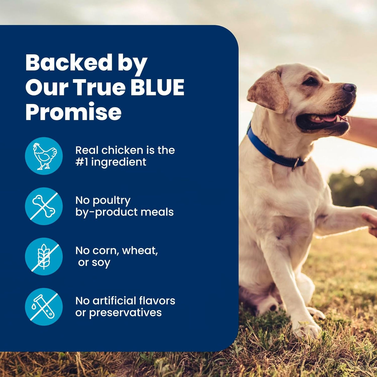 Blue Buffalo Life Protection Formula Chicken Senior 7+ Dry Dog Food, 15 lb