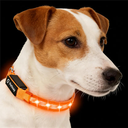 Super Bright LED Dog Collar, Waterproof Light up Collars(Green, Medium)