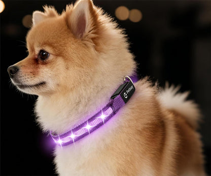 Super Bright LED Dog Collar, Waterproof Light up Collars(Green, Medium)