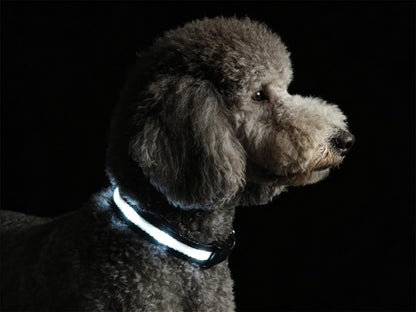 Super Bright LED Dog Collar, Waterproof Light up Collars(Green, Medium)