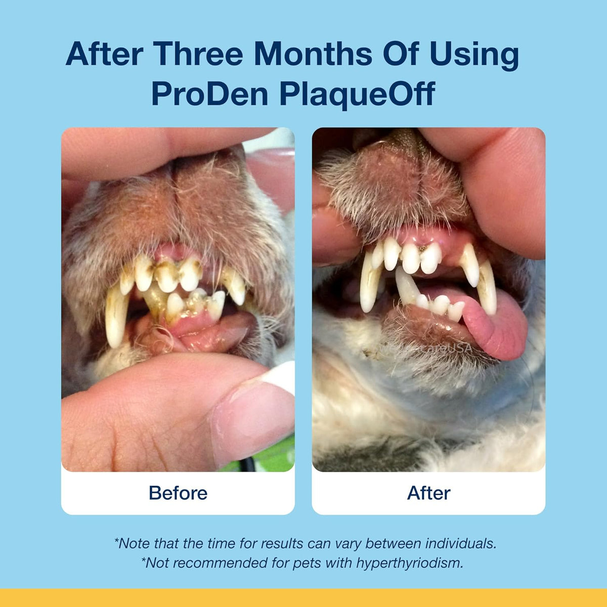 Dental Soft Chews with Natural Kelp for Dogs - 90 Ct