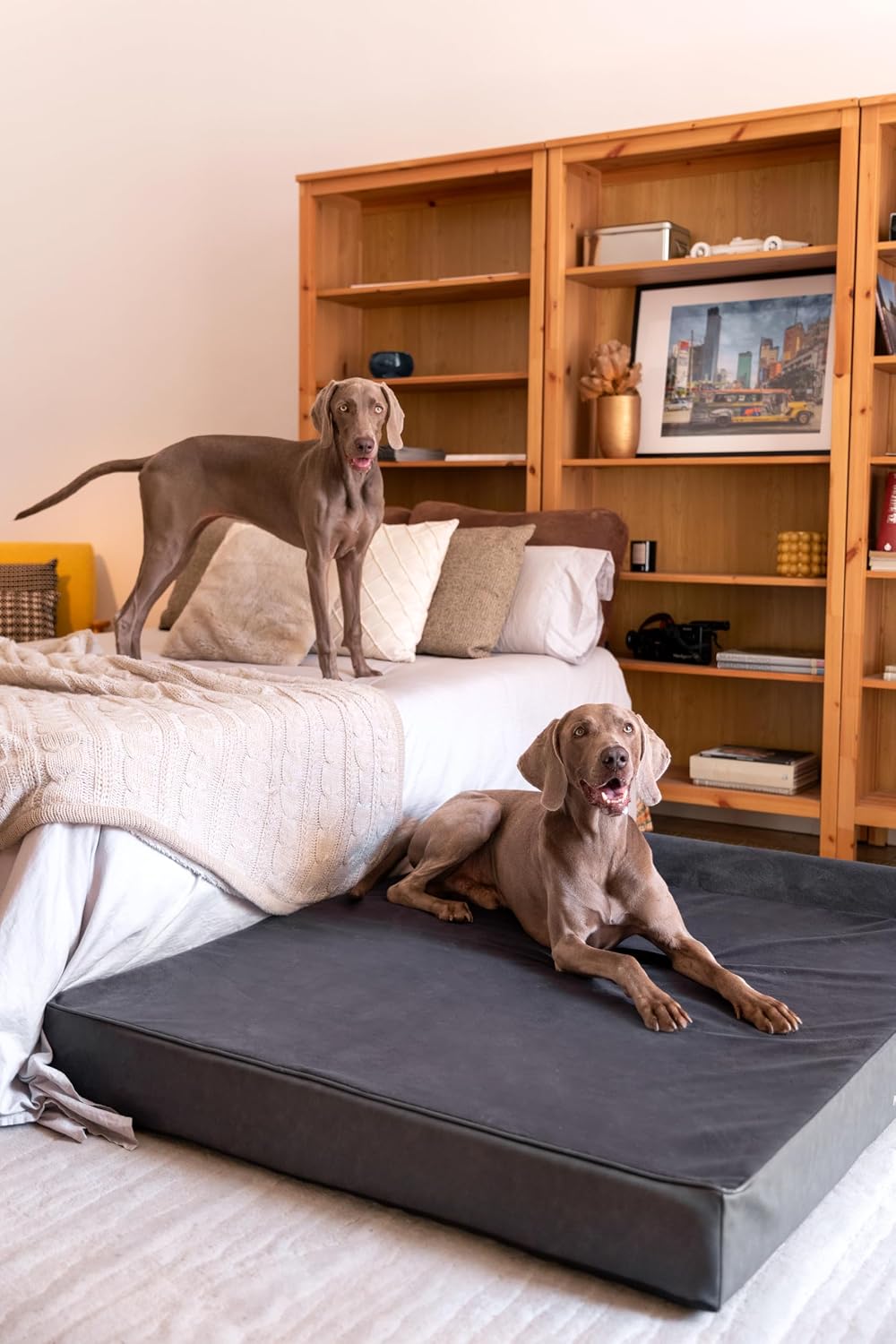 XL Dog Bed, 45x35x9.1 Inch, Orthopedic Large Dog Beds, Eggshell Memory Foam Infused with Cooling Gel, Water Resistant, Machine Washable, Includes Inner Cover