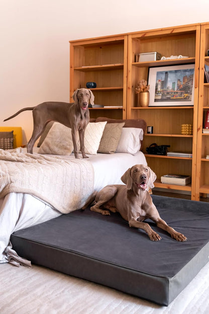 XL Dog Bed, 45x35x9.1 Inch, Orthopedic Large Dog Beds, Eggshell Memory Foam Infused with Cooling Gel, Water Resistant, Machine Washable, Includes Inner Cover