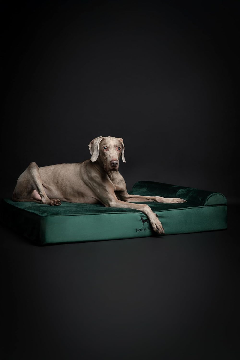 XL Dog Bed, 45x35x9.1 Inch, Orthopedic Large Dog Beds, Eggshell Memory Foam Infused with Cooling Gel, Water Resistant, Machine Washable, Includes Inner Cover