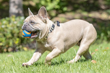 ! Ultra Ball Dog Toy, Durable Rubber, Medium 2.5-in, 2 Pack