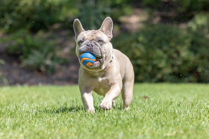 ! Ultra Ball Dog Toy, Durable Rubber, Medium 2.5-in, 2 Pack