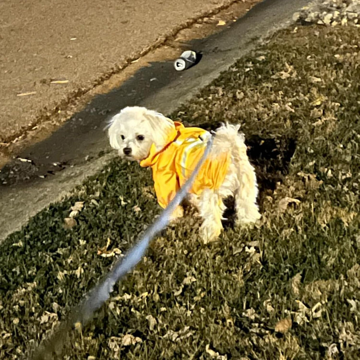 Dog Raincoats for Medium Dogs, Waterproof Rain Jacket with Hood