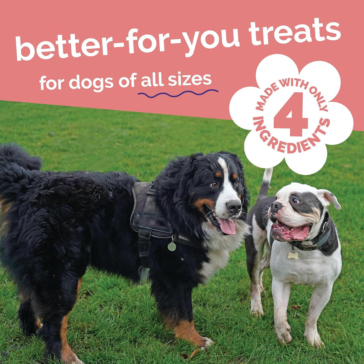 Whole Jerky Dog Treats, Grilled Bison & Apple Flavor, 5oz