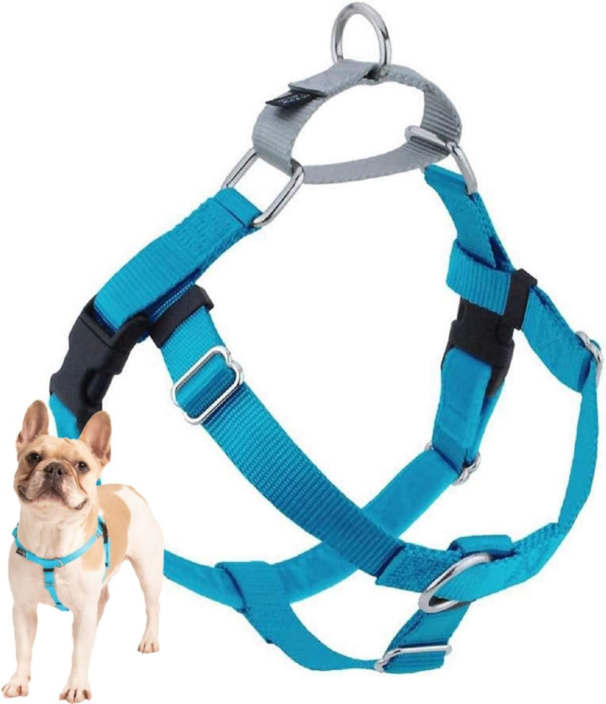 Freedom No Pull Dog Harness, 1 inch MD, Teal | Discourages Pulling, Comfortable Control Adjustable Dog Harness for Medium Sized Dogs, Made in USA (Leash Not Included)