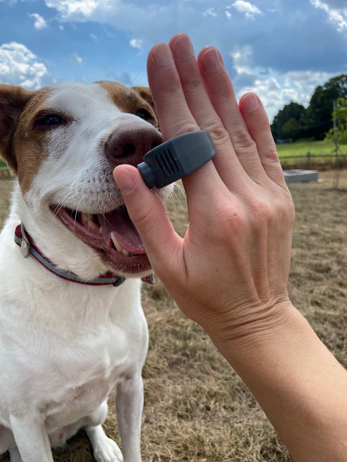 Karen Pryor Large Clicino Clicker Ring for Dogs & Puppies – Hands-Free Dog Training with Ergonomic Finger Ring & Pull-On Closure – Loud, Clear Sound for Effective Behavior Reinforcement (Blue)