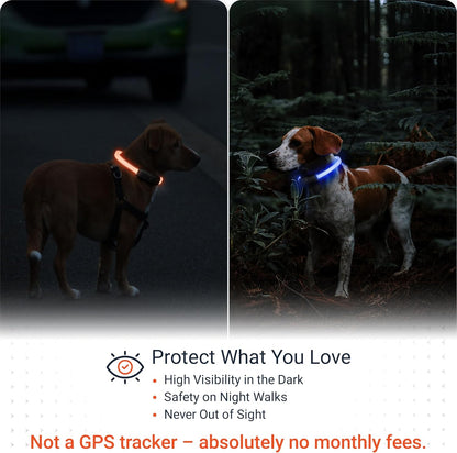 PAJ Light LED Dog Collar for Medium & Large Dogs