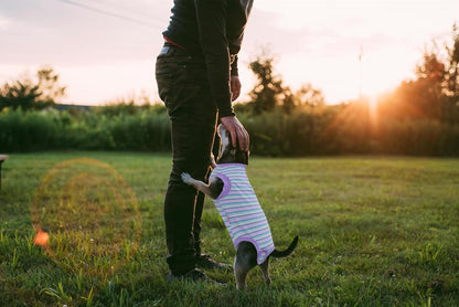 Recovery Suit for Female Dogs, Dog Cone Alternative After Spay