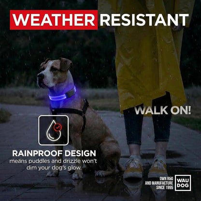 Light Up Dog Collar LED Rechargeable Waterproof Glow in the Dark