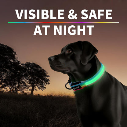 Premium LED Dog Collar for Night Walking, USB Rechargeable(Large)