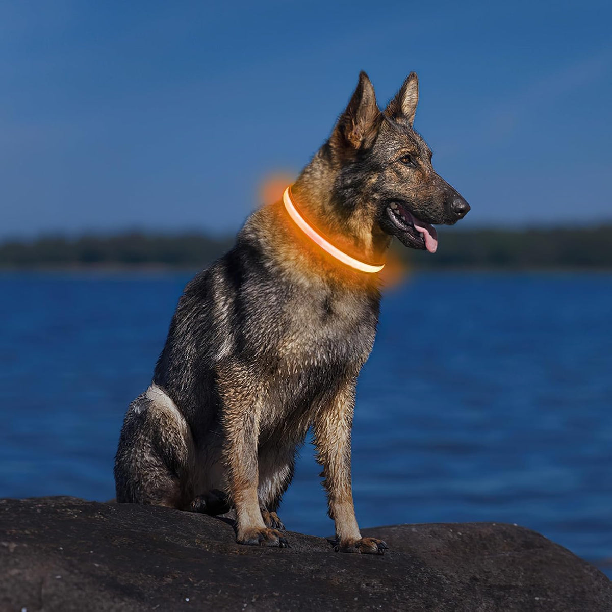 PcEoTllar Light up Dog Collar, Safe for Night Walking, Adjustable, Green, M
