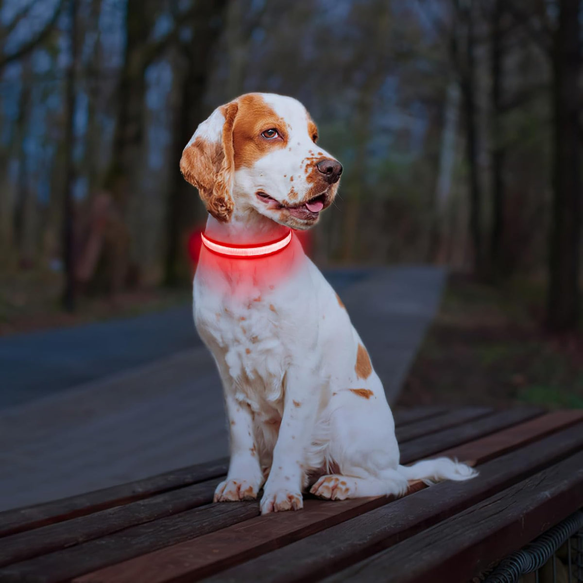 PcEoTllar Light up Dog Collar, Safe for Night Walking, Adjustable, Green, M