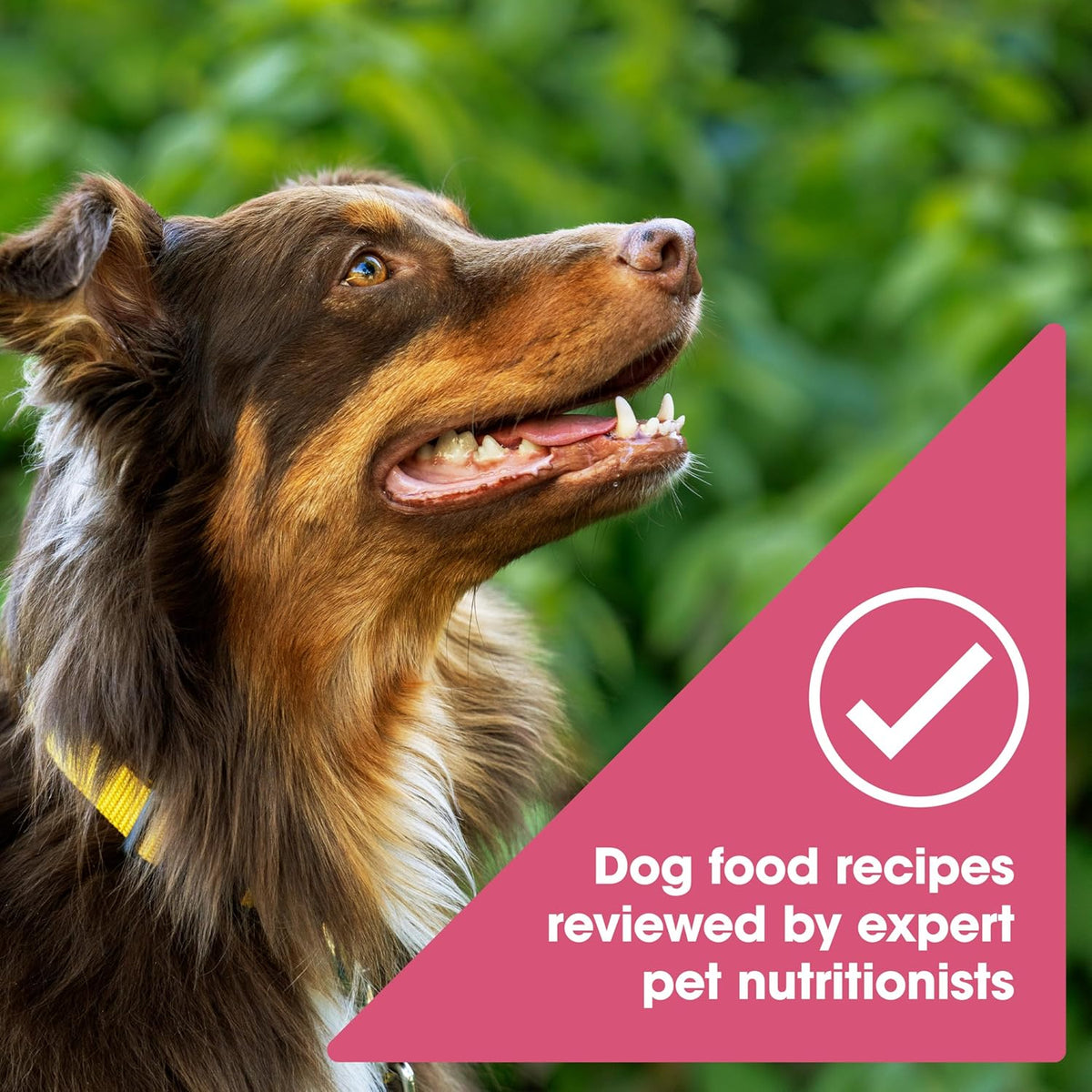 Grain Free Dry Dog Food, Salmon, Sweet Potato & Pumpkin Recipe, 12 lb. Bag