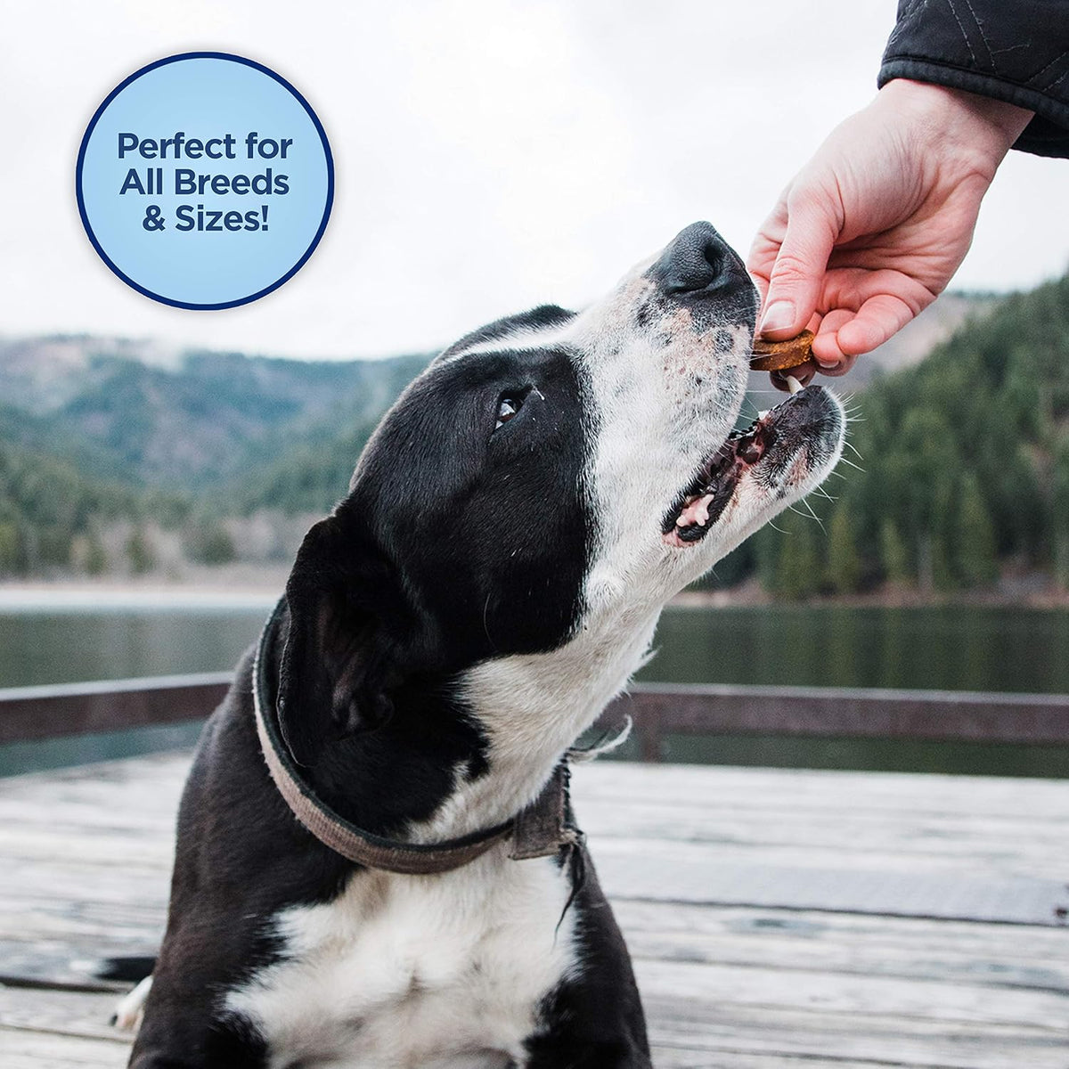 Rewards Minis, Training Treats for Dogs, Salmon, 5.3 oz