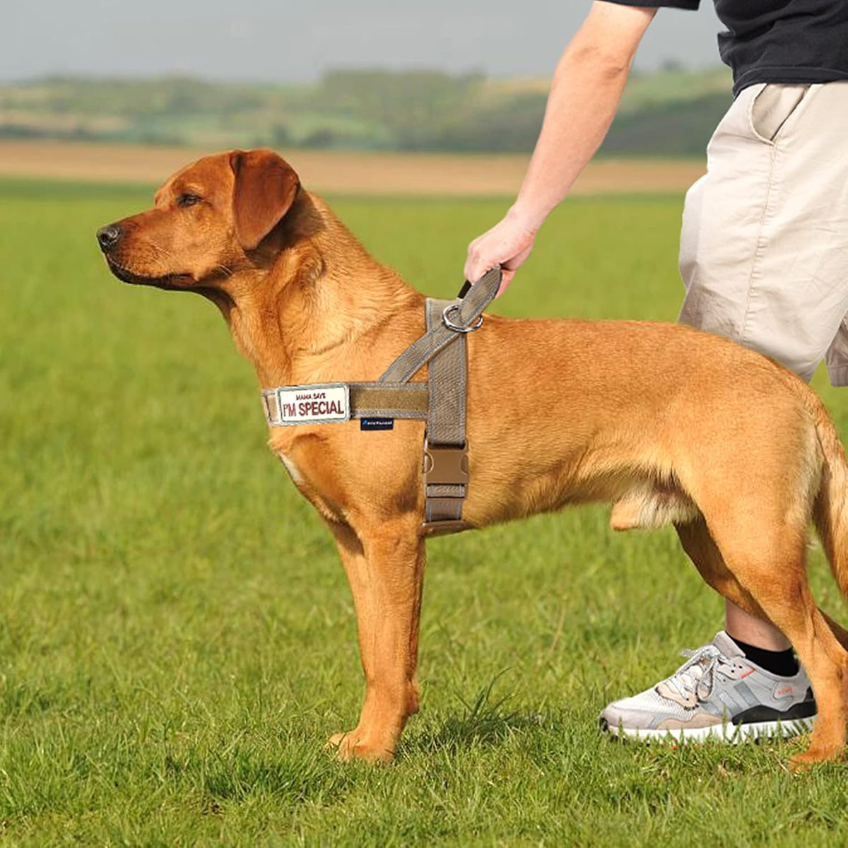 No Pull Dog Harness with Soft Padded Handle,Reflective Strip Escape Proof and Quick Fit to Adjust Harness,Easy for Training Walking for Small & Medium and Large Dogs(Green,L)