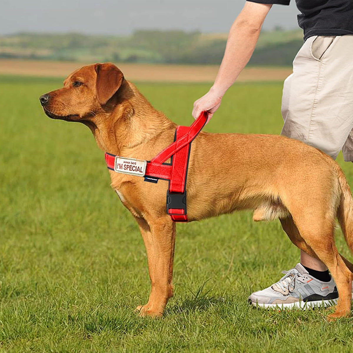 No Pull Dog Harness with Soft Padded Handle,Reflective Strip Escape Proof and Quick Fit to Adjust Harness,Easy for Training Walking for Small & Medium and Large Dogs(Green,L)