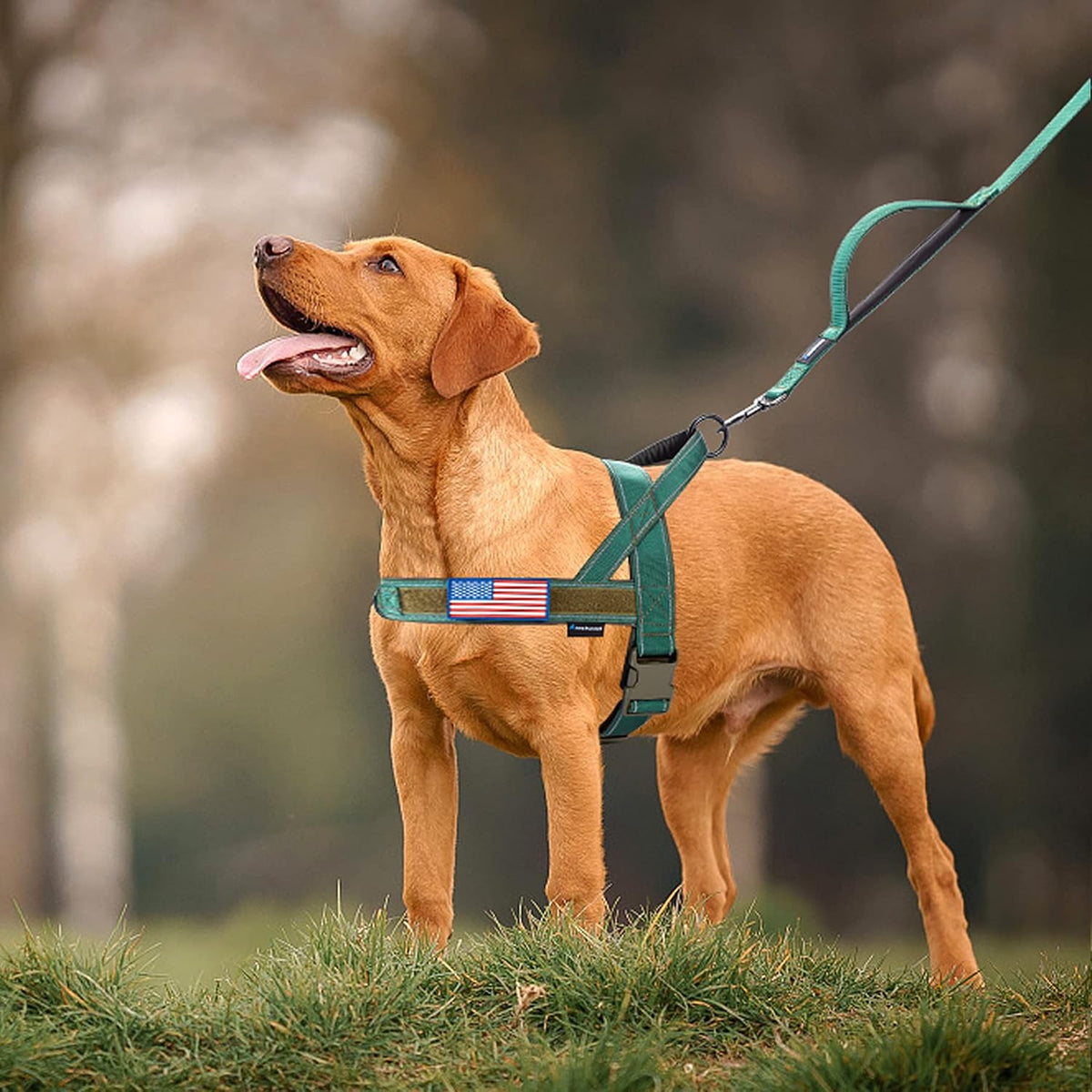 No Pull Dog Harness with Soft Padded Handle,Reflective Strip Escape Proof and Quick Fit to Adjust Harness,Easy for Training Walking for Small & Medium and Large Dogs(Green,L)