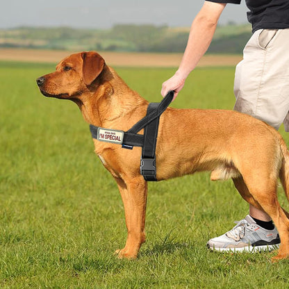 No Pull Dog Harness with Soft Padded Handle,Reflective Strip Escape Proof and Quick Fit to Adjust Harness,Easy for Training Walking for Small & Medium and Large Dogs(Green,L)